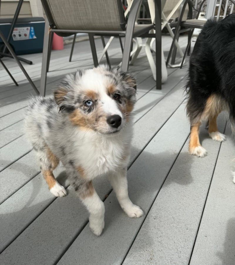 Stormy, FetchBowl's Junior Taste Tester