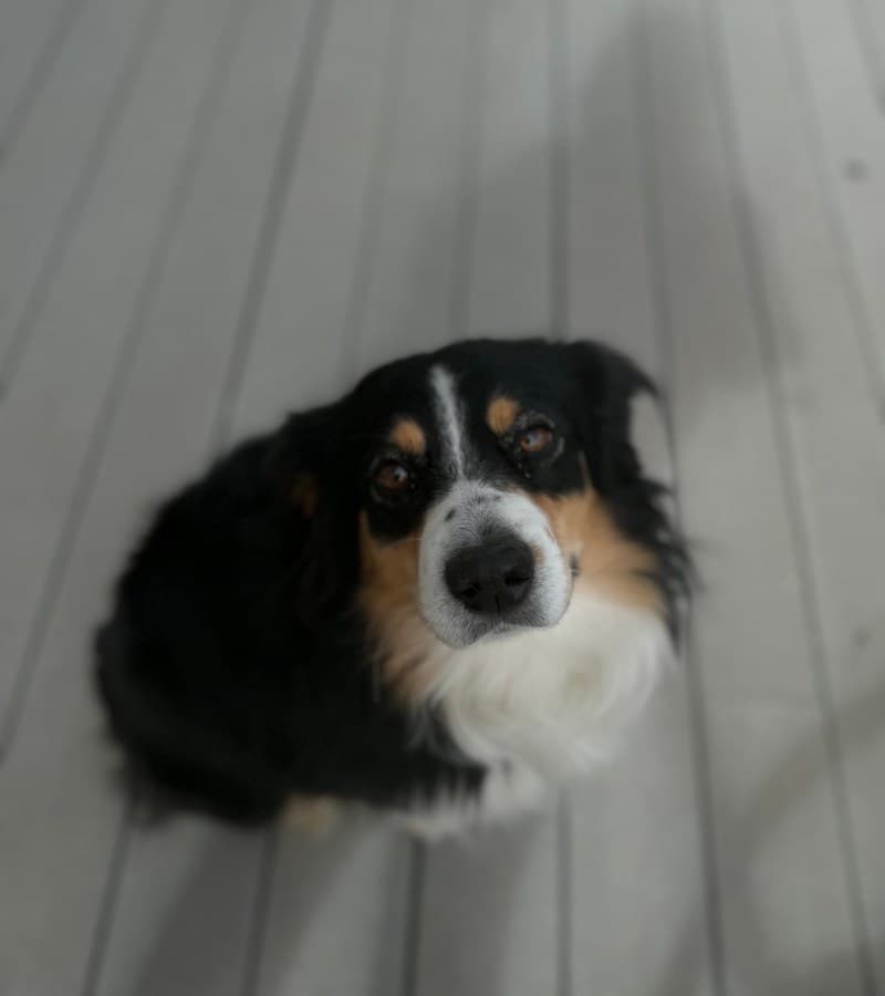 Sunny, one of FetchBowl's Chief Tasting Officers