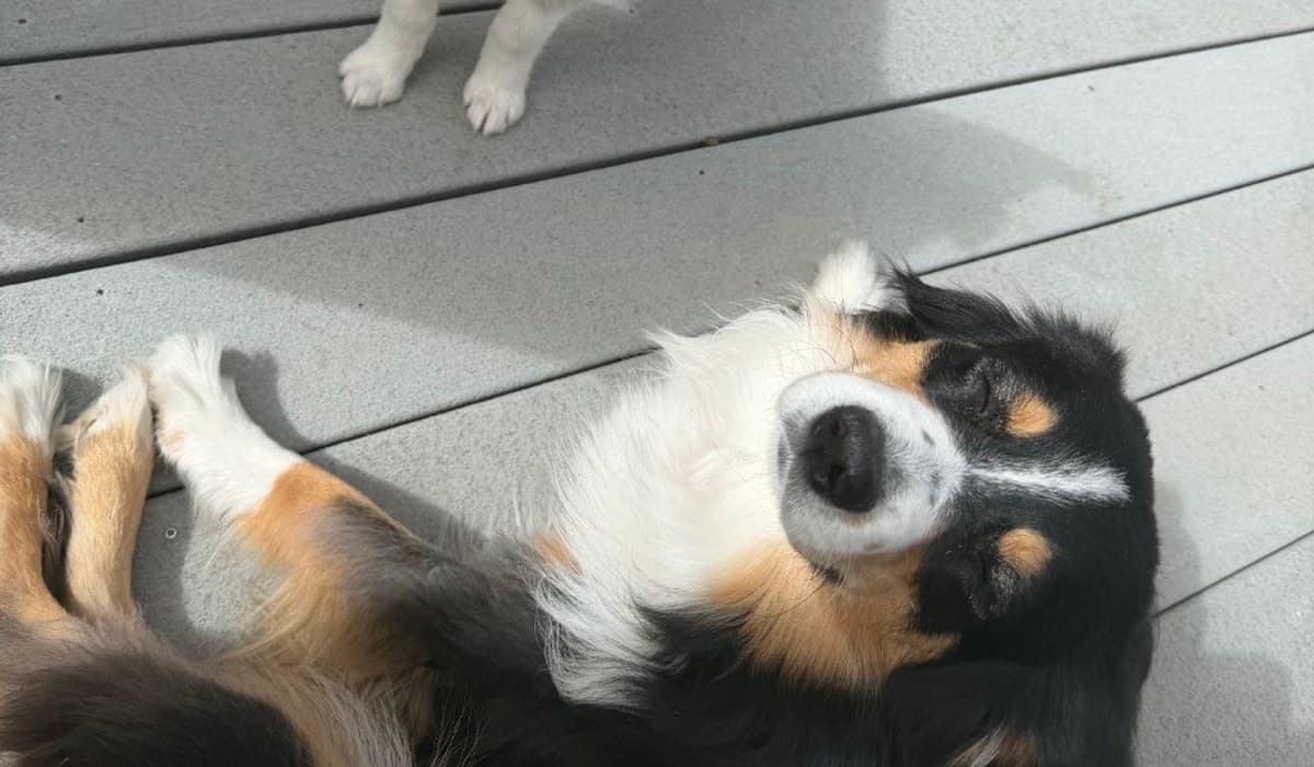 Sunny and Stormy — FetchBowl's Chief Tasting Officers